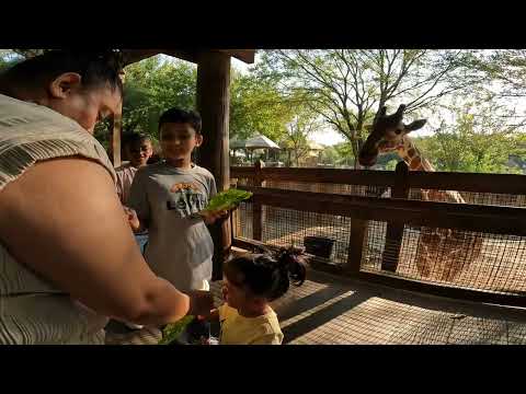 Let's feed Few giraffes #giraffe #feeding #kids #zoo