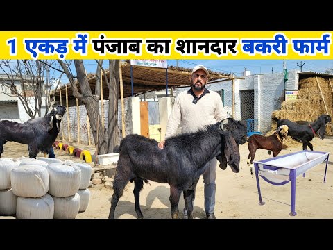 मास्टर साहब ने 1 एकड़ में बनाया शानदार बकरी फार्म | 🐐 Goat Farm in Panjab