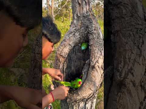 Wow parrots in laying eggs in nest Part 04#shorts #shortsyoutube