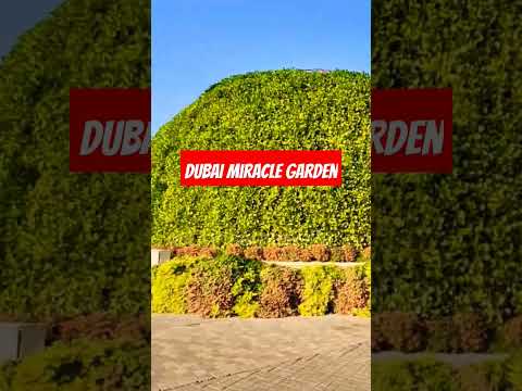 Dubai Miracle Garden 🔥🔥 #shorts #shortvideo #dubaivlog #dubaishort #dubaigarden