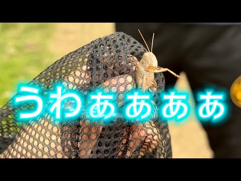 【バッタ制圧大作戦】この公園のバッタは全てゲットしてやる❗️