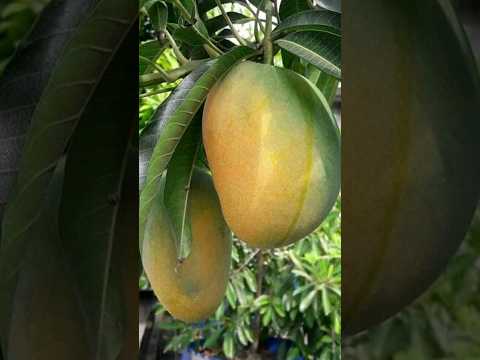 Garden fresh mango🥭 #nature #organic #food #eating #asmr #art #tiktok #shorts