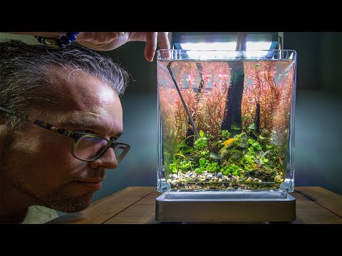 Relaxing 6 month Low Tech Nano Tank Update and Anubias Mini Coin Tutorial (4K)