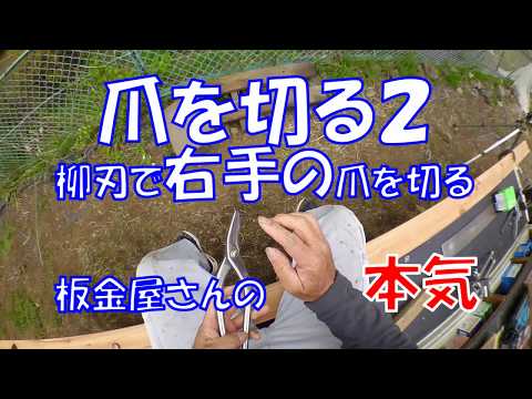 柳刃で右手の爪を切る