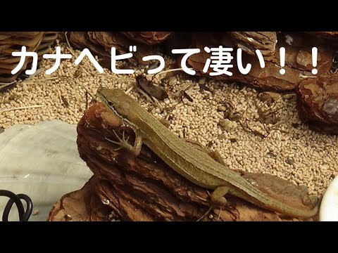 カナヘビって凄いよ！