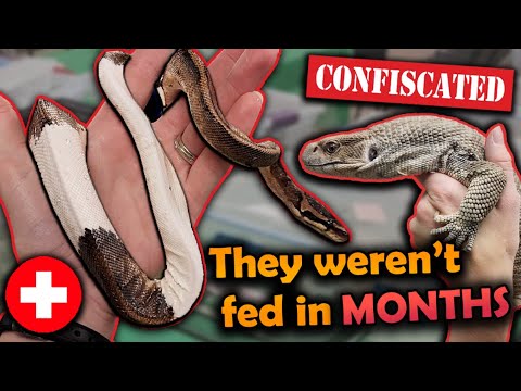 Rescuing 28 Neglected Reptiles (Our Saddest Rescue Yet...)