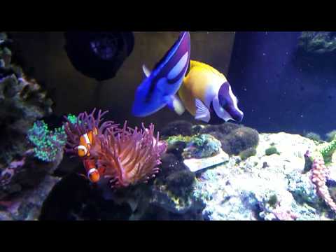 - Tony Nguyen 210 gallon reef tank Budget Built ( more sps and growth)