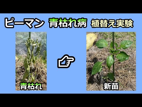 【ピーマン 実証実験 2024】青枯れ発生→植え替えた新苗は育つのか？ 家庭菜園31年目