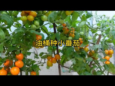 家里的空油桶不要扔，用来种小番茄，不仅简单实用而且特方便