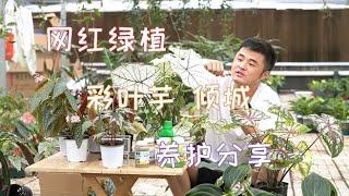 网红绿植彩叶芋真的太漂亮了。那么入手后应该怎么养护呢？