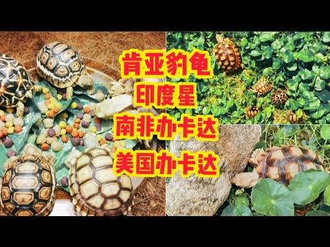 龟的生活-肯亚豹龟-办卡达-印度星 tortoises life