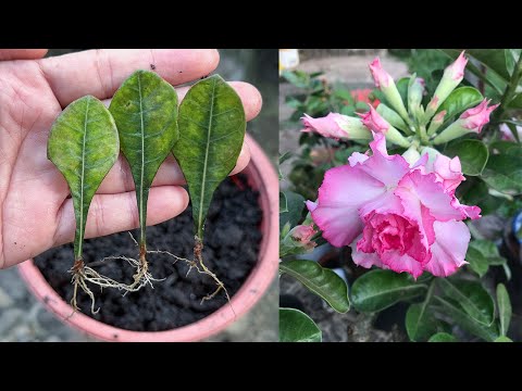 The best way to grow frangipani from leaves I've ever known