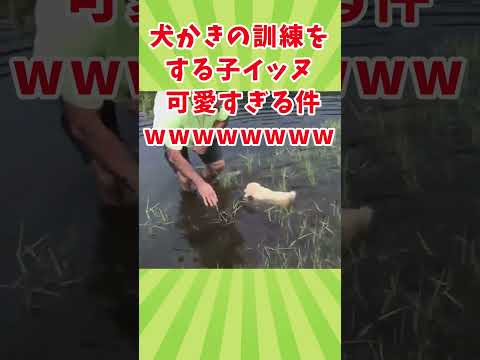 イッヌの動画見て癒されたら寝ろwww　#2ch動物スレ #動物 #犬 #shorts #2ch