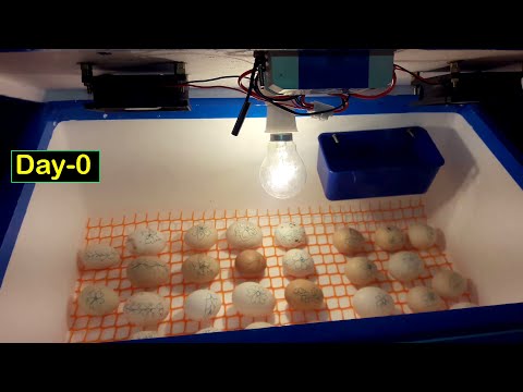 BEST Egg Incubator (Day-0) || Incubator For Chicken Eggs | Hatchery Machine