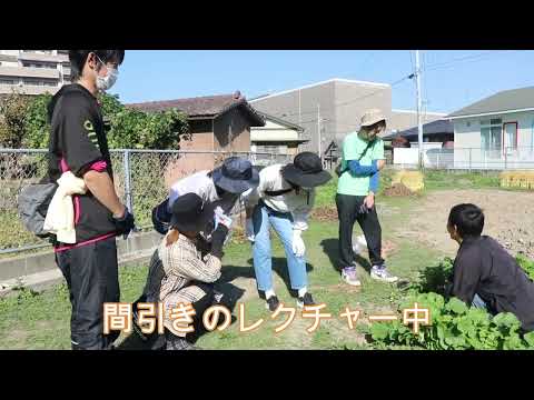 大根間引きのお手伝い（2023 11 02）