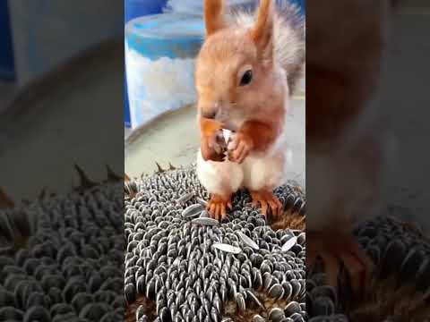 Adorable Squirrel Enjoys Eating & Drinking  Cute Animal Moment