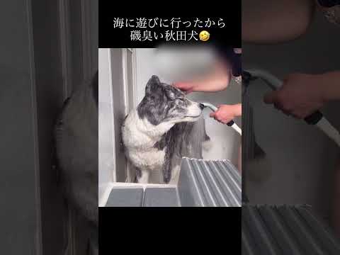 Shampoo the Akita dog #秋田犬 #akita #お風呂#犬のシャンプー