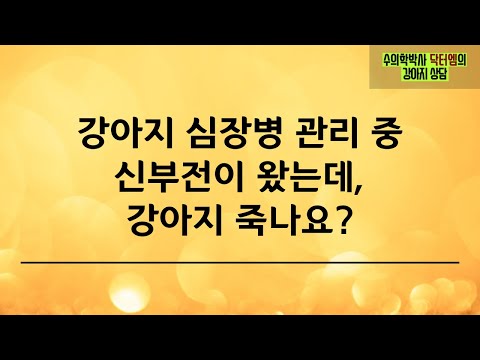 강아지 심장병과 신부전의 상관 관계 및 대처방법은?