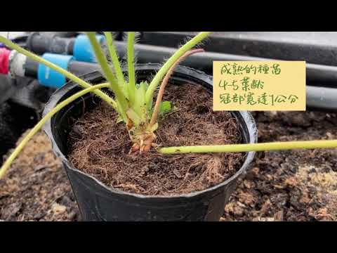 草莓小知識完整版