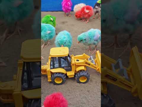 MURGI CHICKS with JCB Tractor #colorfullchicks #murgichicks