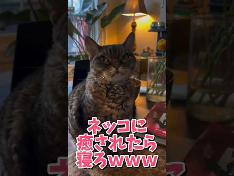 ネッコの動画で癒されたら寝ろｗｗｗ　#2ch #2ch動物スレ #2ch面白いスレ #動物 #犬 #猫 #癒やし #ねこ