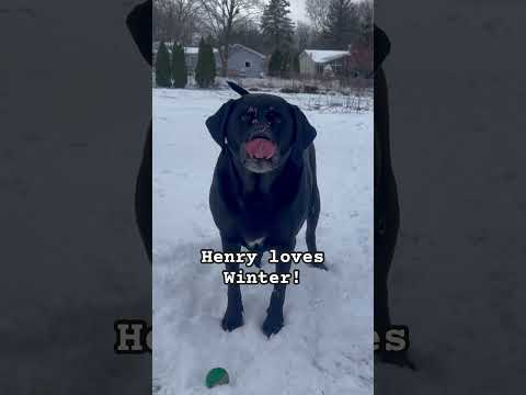 Lab Love! First SNOW! ❄️ #blacklabpuppy #blacklab #labpup