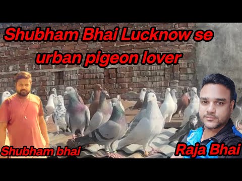 Shubham Bhai Lucknow se urban pigeon lover ( Raja Bhai ) 🕊️