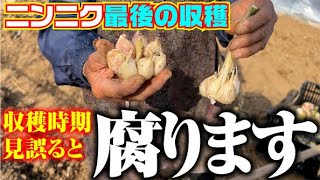 【ニンニクは収穫時期のタイミングを逃すと保存が利きにくくなります】お天気にも気を付けましょう。【ニューホワイト六片】【葉ニンニク】