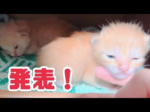 子猫の新たなお部屋お披露目＆子猫の𓏸𓏸発表！