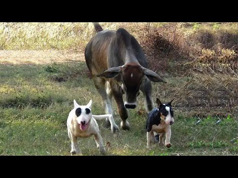 ¡Prepárate para no parar de reír! Los perros presentan a su nuevo amigo