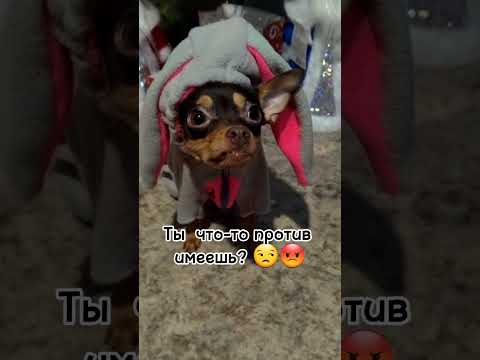 Наша борзая собака той терьер Дина 🤟 #той #dog #doglover