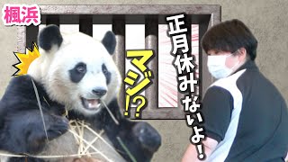 【パンダアイドル楓浜】人気者はつらいよ！20日連続出勤シフトの多忙アイドルぱんだ🐼