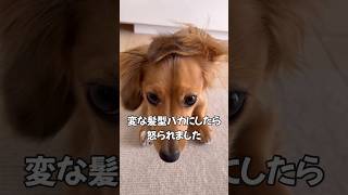 変な髪型してたからちょっかい出したら…#カニンヘンダックス #ダックスフンド #ダックス #犬 #愛犬 #犬のいる生活 #犬の動画