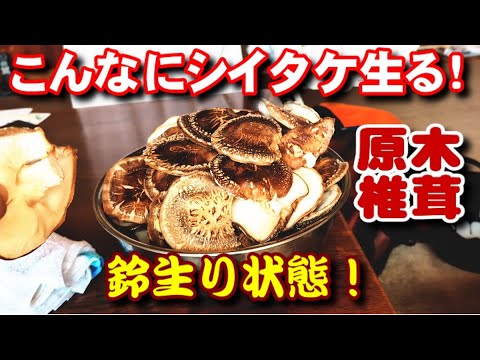 【農業】原木シイタケ鈴生り！こんなの見た事ない！