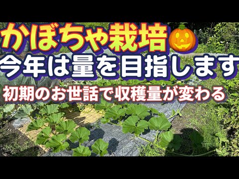 【楽しい家庭菜園〜かぼちゃ編】初期生育のお世話をしっかりやって元気なカボチャを沢山収穫目指す！