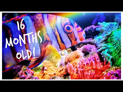 Mega Tank Update! | Red Sea Reefer 3XL 900 | 240 gallon Mixed Reef Tank November 2022 Update