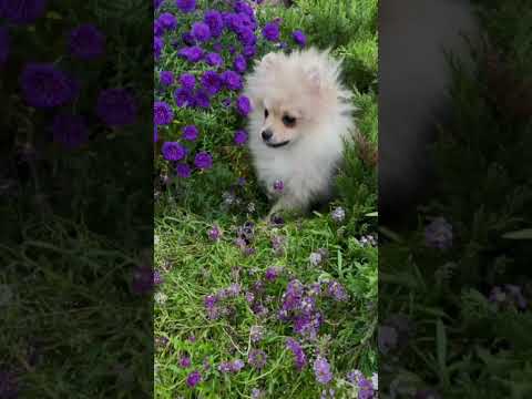 Cute dog videos #shorts #dog #puppy #cutedog