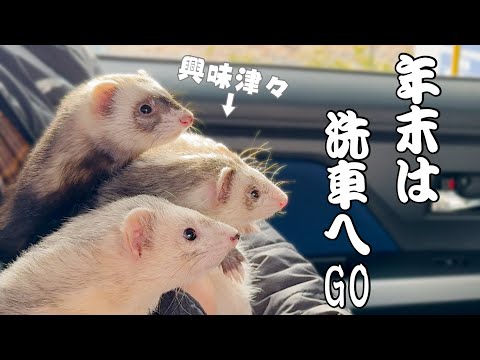 【フェレット】新しい絨毯と重労働を労って愛車の洗車【ferret#1709】