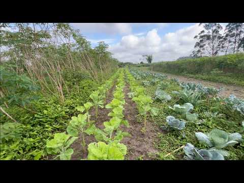 A HORTA DO SEU VERILDO - ARAQUARI SC - PARTE 1