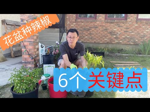 花盆种辣椒的6个关键点：花盆，土壤，品种，施什么肥料，如何浇水，最佳光照时间