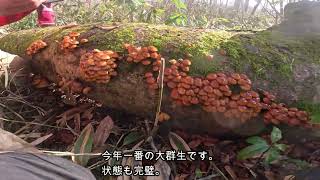 【長野県】【きのこ狩り】なめこをひたすら採る。冬でもきのこ狩り