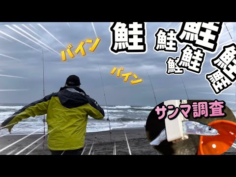 【北海道】【釣り】バインバイン！鮭～～！サンマ調査の結果は！