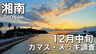 江の島 メッキ調査 【12月中旬 カマスきました♪】