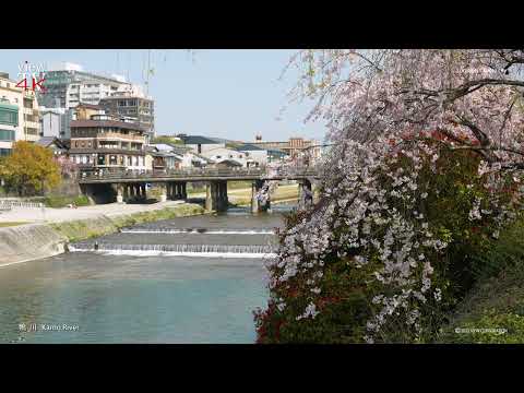 4K KYOTO [viewTV-111] 2022年 京都の春 "Spring in KYOTO 2022"