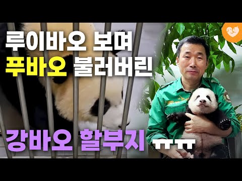 루이바오 보며 푸바오 부른 강바오 할부지 강철원 주키퍼 목소리ㅜㅜ