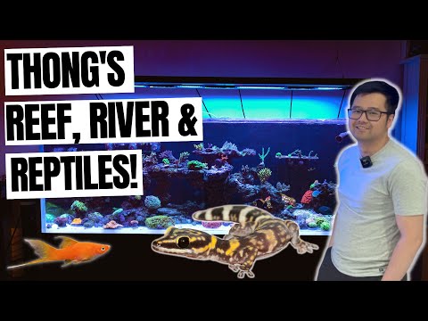 Thongs Reef River and Reptile!