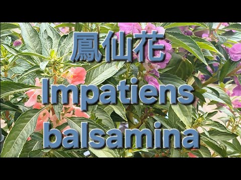 鳳仙花 Impatiens balsamina