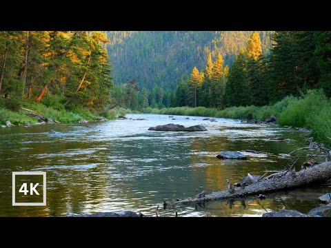 4K Blackfoot River Ambience | Montana Backcountry | Forest River Sounds for Seeping | White Noise