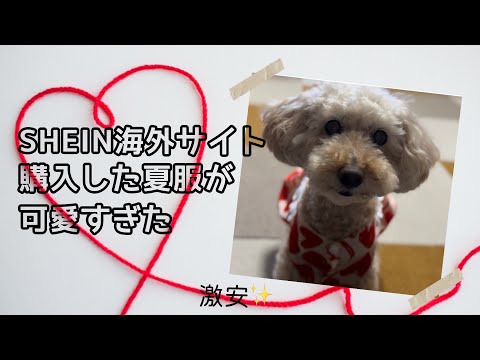 【犬のお洋服】SHEIN海外サイト激安なのに可愛いのいっぱい　夏のお洋服買ってみた