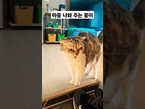 #고양이 #cat #집사 #집사의일상 #뭉이